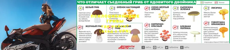 MEGA вход  Буинск  Псилоцибиновые грибы Psilocybe 